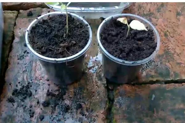 让葡萄籽快速发芽的方法,浸种24小时再播种