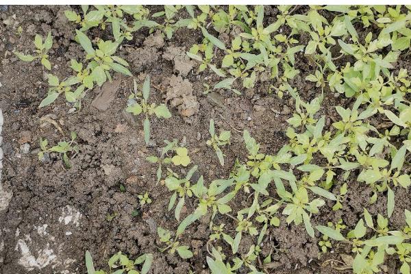 让葡萄籽快速发芽的方法,浸种24小时再播种