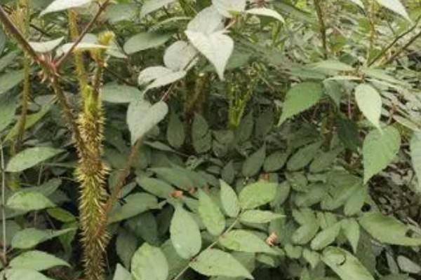 刺老芽如何扦插能生根，可采取水培的方法扦插生根