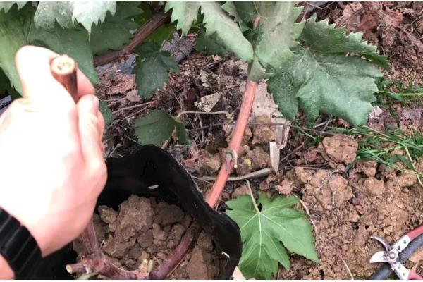 让葡萄籽快速发芽的方法,浸种24小时再播种