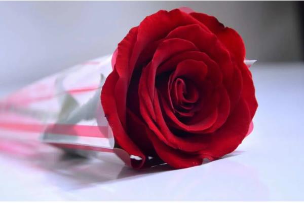 七朵玫瑰的花语是什么，寓意偷偷的爱着你、默默的爱等