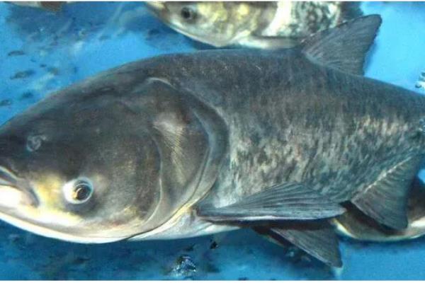 鱼类吃什么长得快，可选择动物饲料或合成饲料