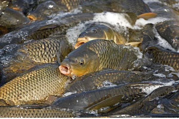鱼类吃什么长得快，可选择动物饲料或合成饲料