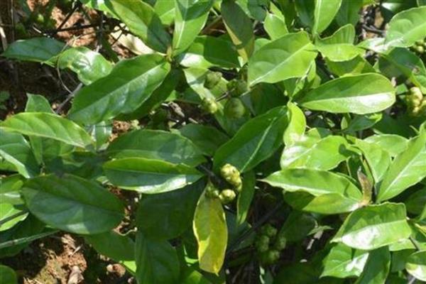 巴戟天的简介，属于茜草科常绿藤本植物