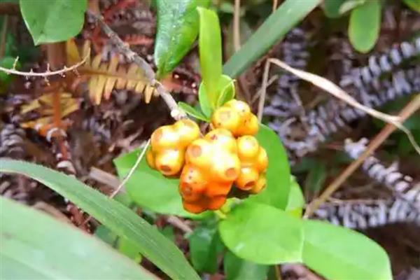 巴戟天的简介，属于茜草科常绿藤本植物