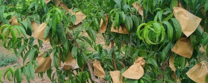 桃树的套袋方法，撑开纸袋套入果实后用铁丝扎紧袋口