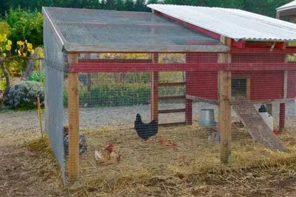 农村鸡舍怎么搭建,屋顶应该加盖稻草