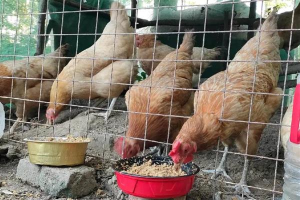 农村鸡舍怎么搭建,屋顶应该加盖稻草