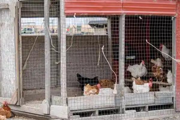 农村鸡舍怎么搭建,屋顶应该加盖稻草