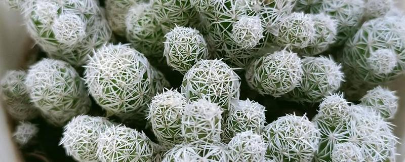 多肉白鸟的施肥方法，春秋季节每隔20-30天追施一次