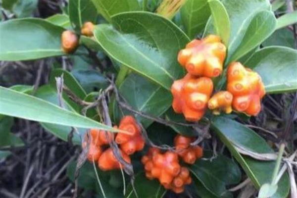 巴戟天的简介，属于茜草科常绿藤本植物