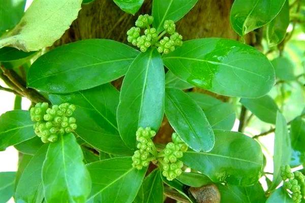 巴戟天的简介，属于茜草科常绿藤本植物