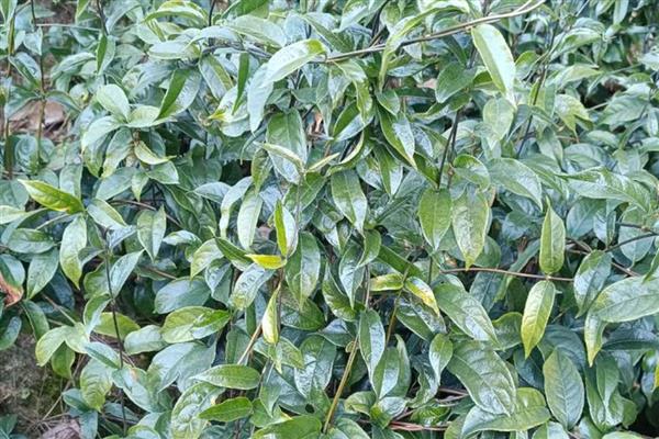 巴戟天的简介，属于茜草科常绿藤本植物