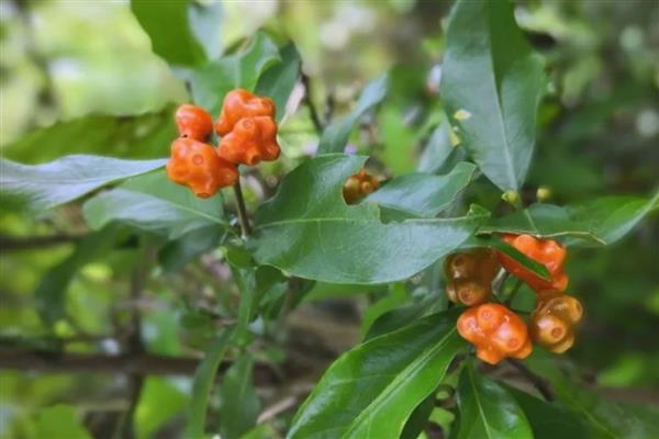 巴戟天的简介，属于茜草科常绿藤本植物