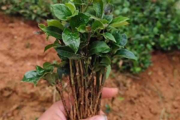 巴戟天的简介，属于茜草科常绿藤本植物
