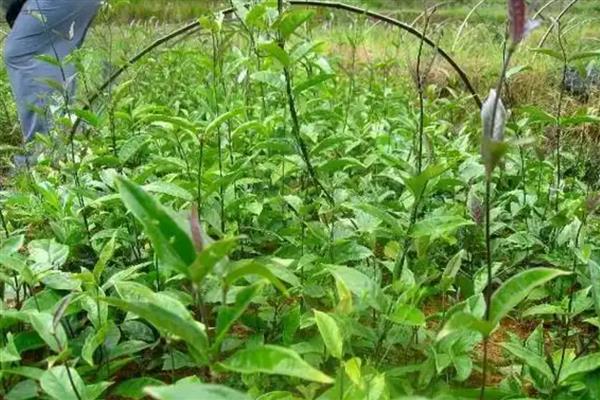 巴戟天的简介，属于茜草科常绿藤本植物