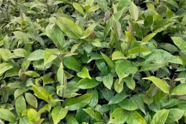 巴戟天的简介，属于茜草科常绿藤本植物