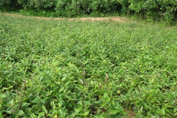 巴戟天的简介，属于茜草科常绿藤本植物
