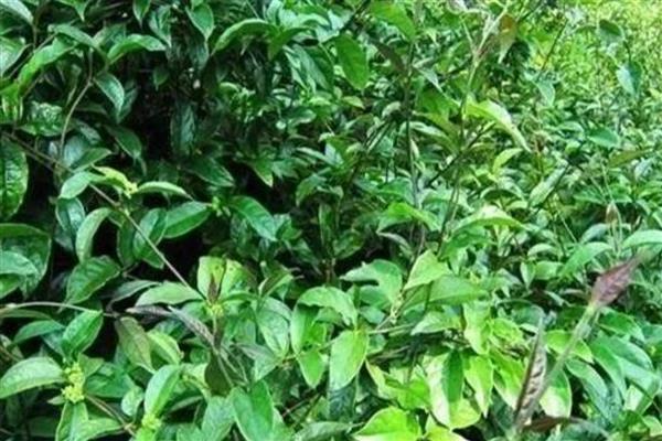 巴戟天的简介，属于茜草科常绿藤本植物