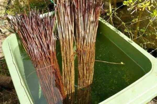 生根粉如何配制，用阿司匹林药片配制