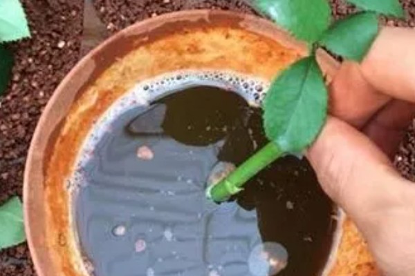 生根粉如何配制，用阿司匹林药片配制