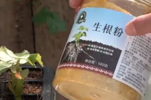 生根粉如何配制，用阿司匹林药片配制