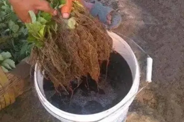 生根粉如何配制，用阿司匹林药片配制