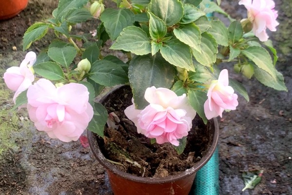 重瓣凤仙花如何养殖,空气干燥时要对叶片喷水