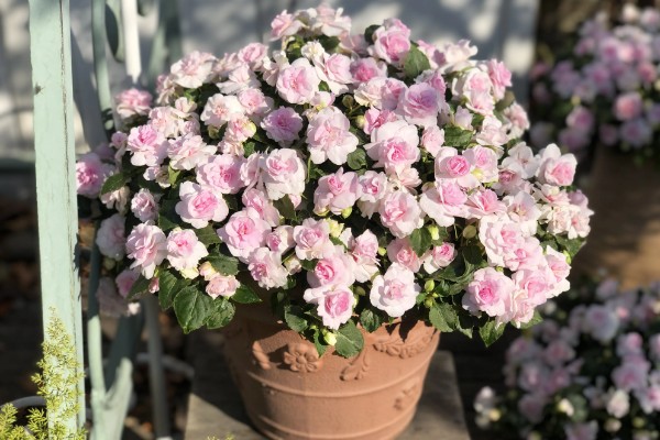 重瓣凤仙花如何养殖,空气干燥时要对叶片喷水