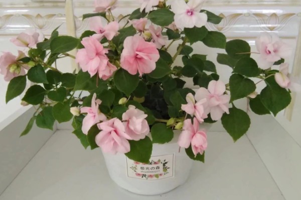 重瓣凤仙花如何养殖,空气干燥时要对叶片喷水