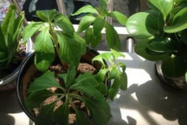 重瓣凤仙花如何养殖,空气干燥时要对叶片喷水