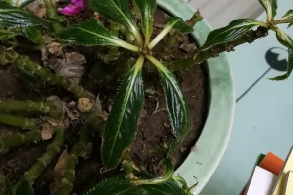 重瓣凤仙花如何养殖,空气干燥时要对叶片喷水