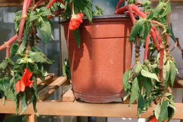 重瓣凤仙花如何养殖,空气干燥时要对叶片喷水