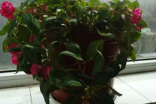 重瓣凤仙花如何养殖,空气干燥时要对叶片喷水