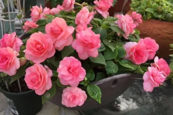 重瓣凤仙花如何养殖,空气干燥时要对叶片喷水