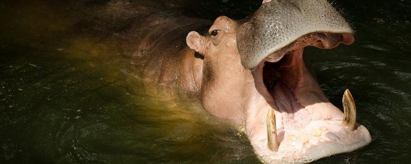 河马的牙齿数量，大牙齿一般有12颗