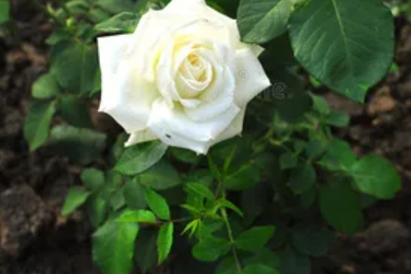 白色玫瑰的花语，寓意纯洁、浪漫等