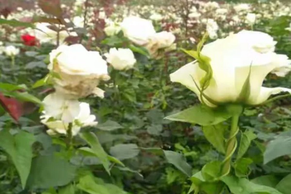 白色玫瑰的花语，寓意纯洁、浪漫等