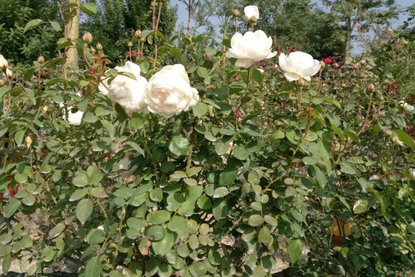 白色玫瑰的花语，寓意纯洁、浪漫等