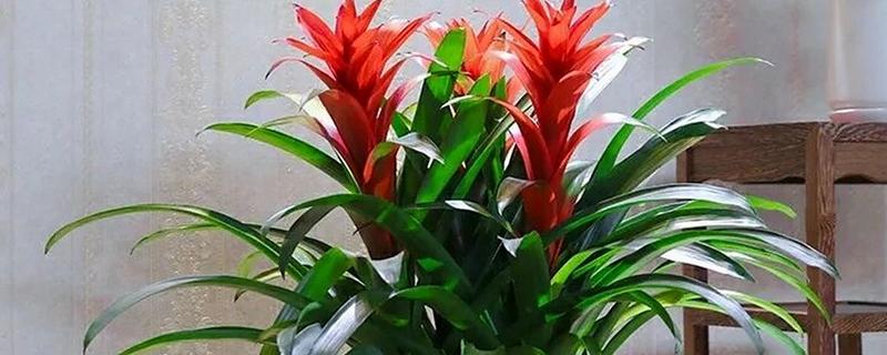 如何养殖凤梨花，以半阴环境养护为宜