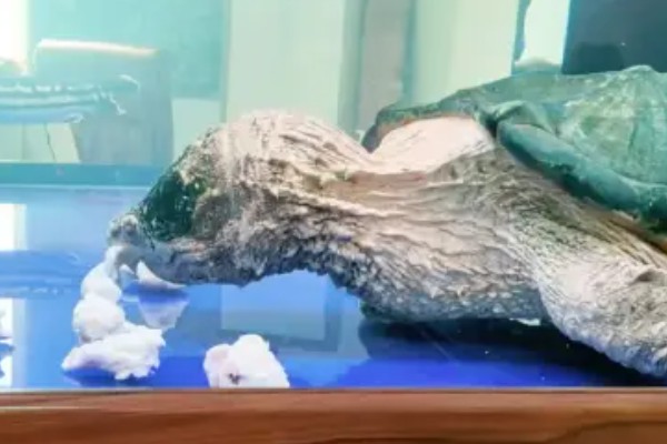 鳄龟吃哪些食物长得快，饲喂新鲜的活饵可快速生长