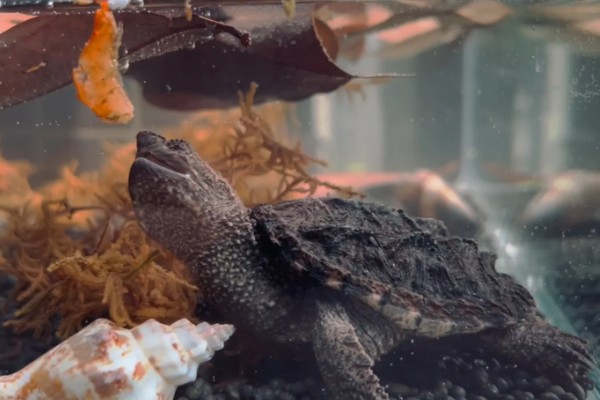 鳄龟吃哪些食物长得快，饲喂新鲜的活饵可快速生长