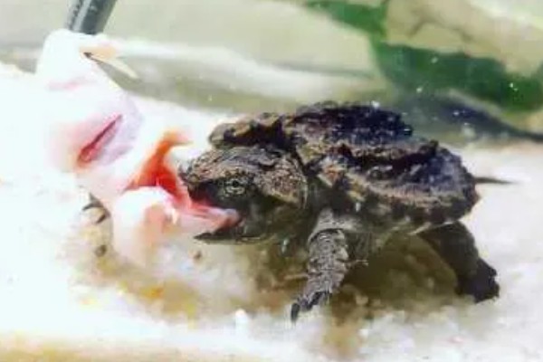 鳄龟吃哪些食物长得快，饲喂新鲜的活饵可快速生长