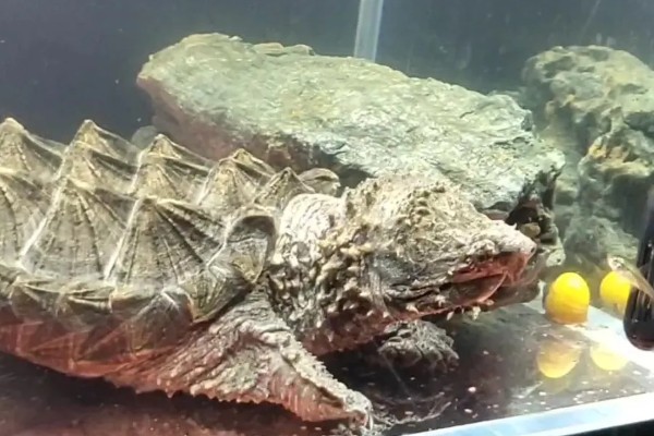 鳄龟吃哪些食物长得快，饲喂新鲜的活饵可快速生长