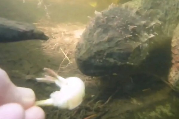 鳄龟吃哪些食物长得快，饲喂新鲜的活饵可快速生长