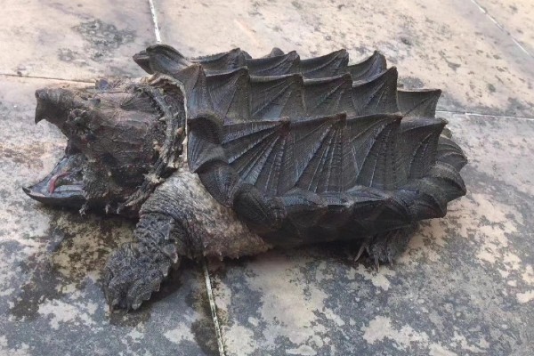 鳄龟吃哪些食物长得快，饲喂新鲜的活饵可快速生长