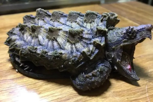 鳄龟吃哪些食物长得快，饲喂新鲜的活饵可快速生长