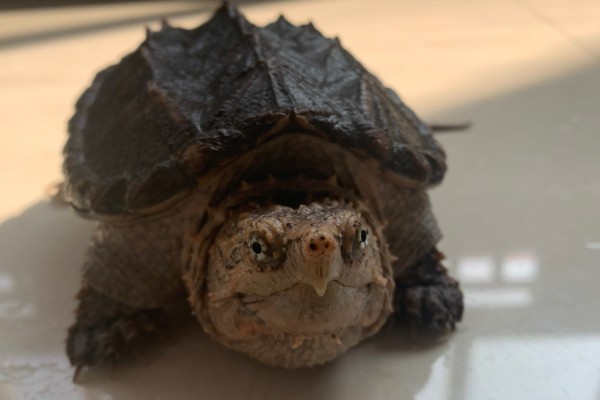 鳄龟吃哪些食物长得快，饲喂新鲜的活饵可快速生长
