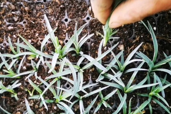 无根的康乃馨如何种植，涂抹生根剂后插入土壤中