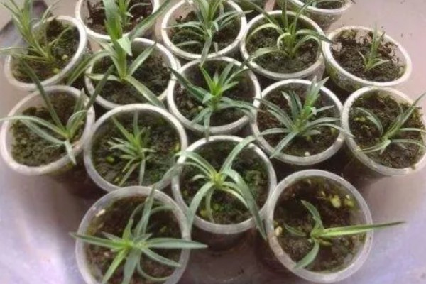 无根的康乃馨如何种植，涂抹生根剂后插入土壤中